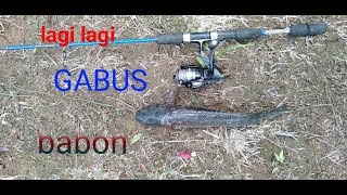 Mancing gabus straike babon lagi / aksi soft frog merah putih screenshot 4