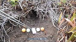 モグラ ネズミ 駆除 Youtube