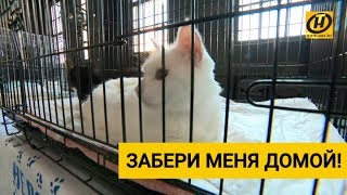 Помоги этим котикам и собачкам! Забери их! Акция «Дорога домой» Помоги этим котикам и собачкам! Забери их! Акция «Дорога домой»