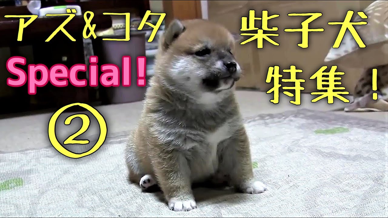 柴犬アズ コタファミリー スペシャル かわいい子犬特集 Youtube