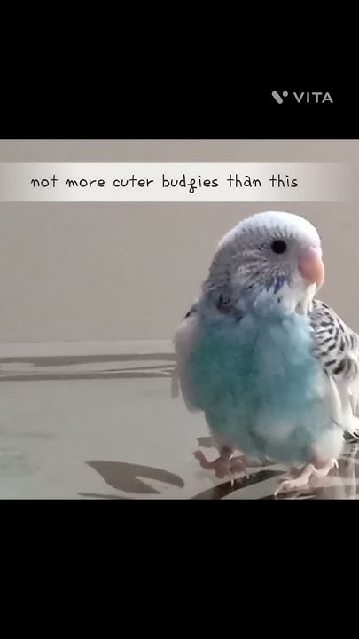 My Favourite Nowadays budgies lovelybirds nature naturelovers my-favourite-nowadays-budgies-lovelybirds-nature-naturelovers