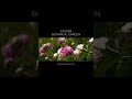 Botanical Garden | Zagreb | Cinematic Documentary | 4K HDR #cinematic #zagreb #botanicalgarden