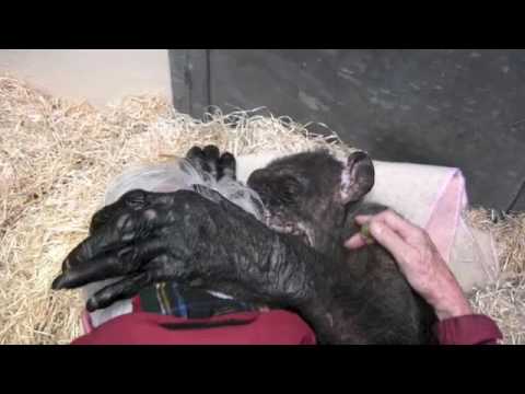 Jan van Hooff visits chimpanzee "Mama", 59 yrs old and very sick. Emotional meeting