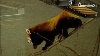 セイタの歩く道~Red Panda is walking