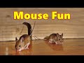 Entertainment for Cats ~ Mouse Fun ⭐ 8 Hour Videos for Cats and Cat TV ⭐