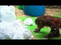 Реакция орангутанов на снег 🐵❄️