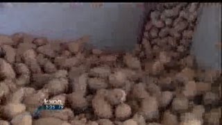 Pecan season picks up in Central Texas