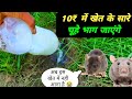 खेत से सारे चूहे भगा जाएंगे | चूहा भगाने नया तरीका