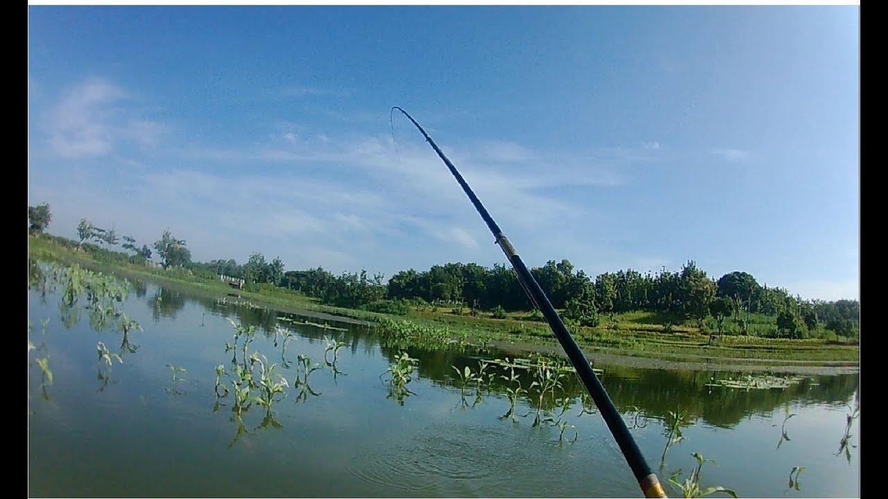 13 Menit Full Strike IKAN NILA (Catch and Realese), part 2