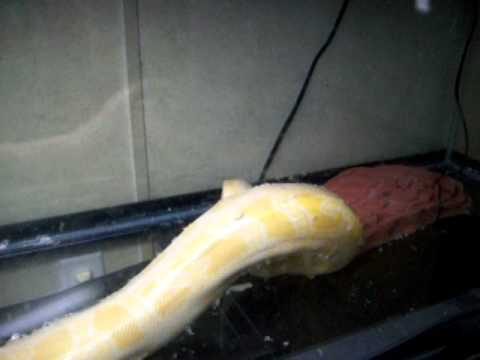 video phone beyonce mp3 small rat... big snake part 1