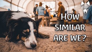 Where do dogs come from? A quick video to share with your friends. by David Ian Howe 1,460 views 3 weeks ago 3 minutes, 3 seconds