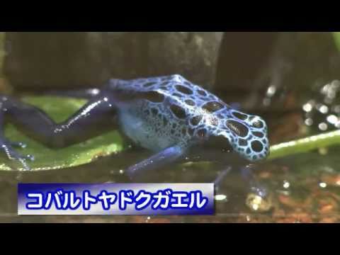 ヤドクガエル 須磨海浜水族園 Youtube