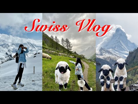 Video: Prelieva berger blanc suisse?