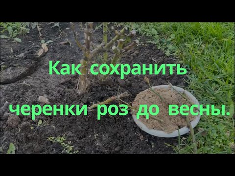 Как сохранить черенки роз до весны.. Питомник растений Е. Иващенко