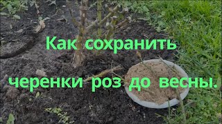 Как сохранить черенки роз до весны.. Питомник растений Е. Иващенко