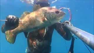 Corvina Maxi Pesca In Apnea Il Corvinone Dei Tuoi Sogni Omer Kanaloa 75 Pescasub Spearfishing