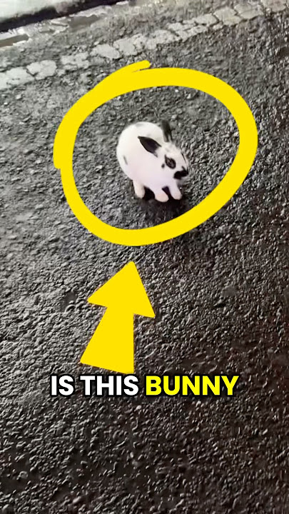 Why Is There a Bunny Outside This Bar in Thailand!? 😂🐰🍻🇹🇭 #shorts #funnyshorts #funnyanimals