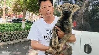 After searching for many days  I finally met the Kunming dog that is about to disappear. The little