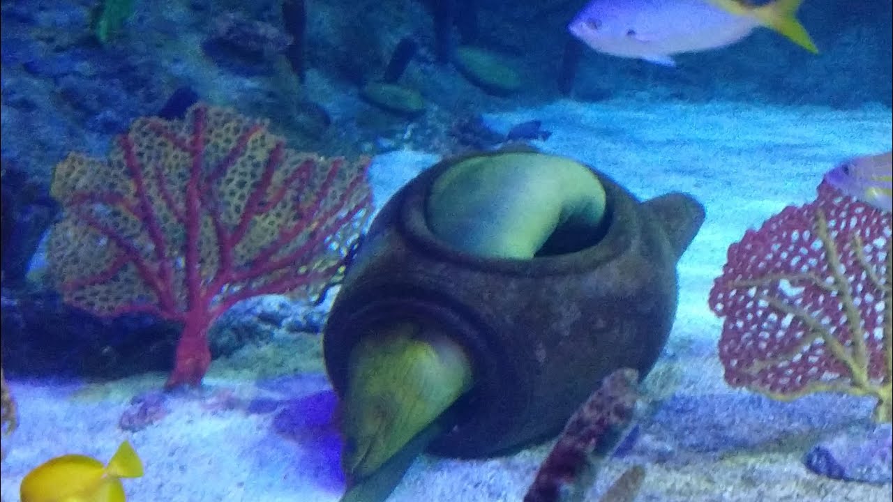 KRAKEN EVENT HAPPENING RIGHT NOW!!! (Fortnite Battle Royale) YouTube