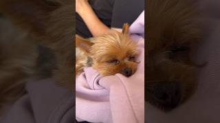 Sleepy Yorkie