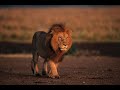 Lion getting pranked by something again?