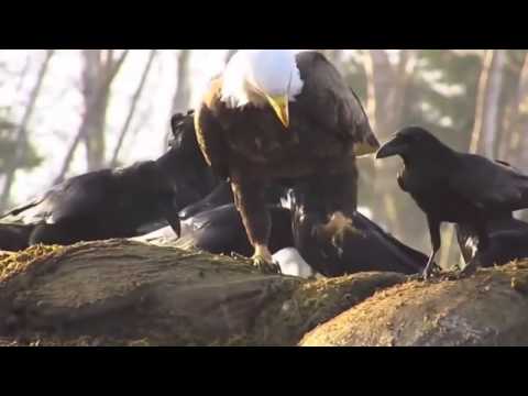 Video: Cum este monitorizată Yellowstone?