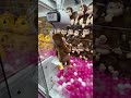 お年玉の正しい使い方はこれ！！　#クレーンゲーム #ゲームセンター