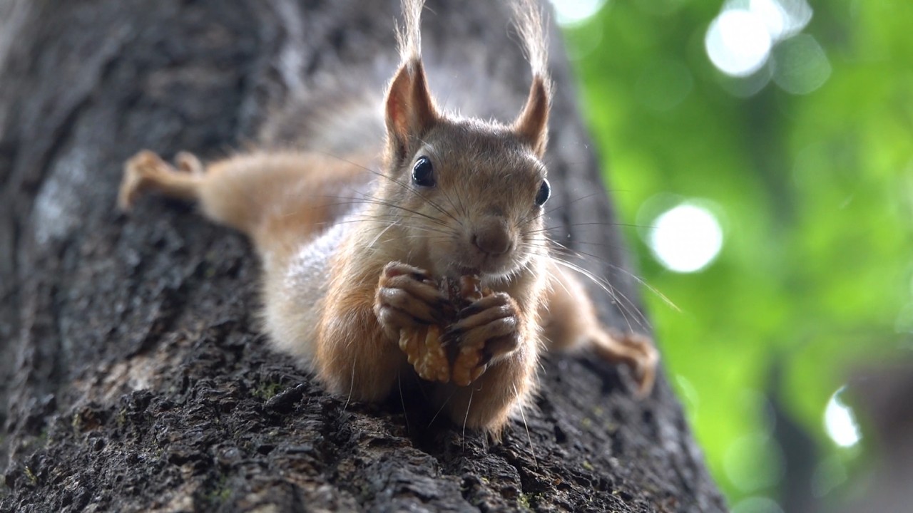 Белки. Июнь 2023. Подборка / Squirrels. June 2023. Compilation