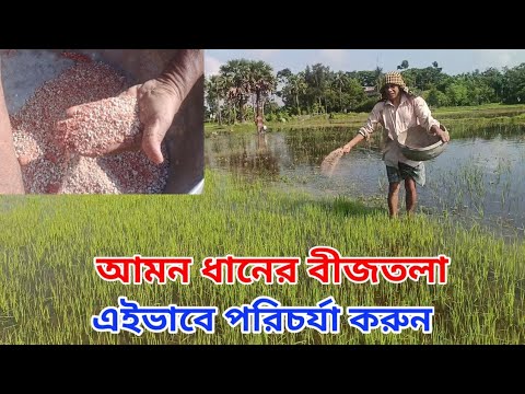 ধানের বীজতলার এইভাবে পরিচর্যা করুন||Amon paddy seedbed treatment||