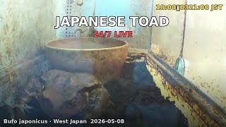 Japan Herp Live - Japanese Toad 2026-05-08 09:00〜21:00 JST [Day]
