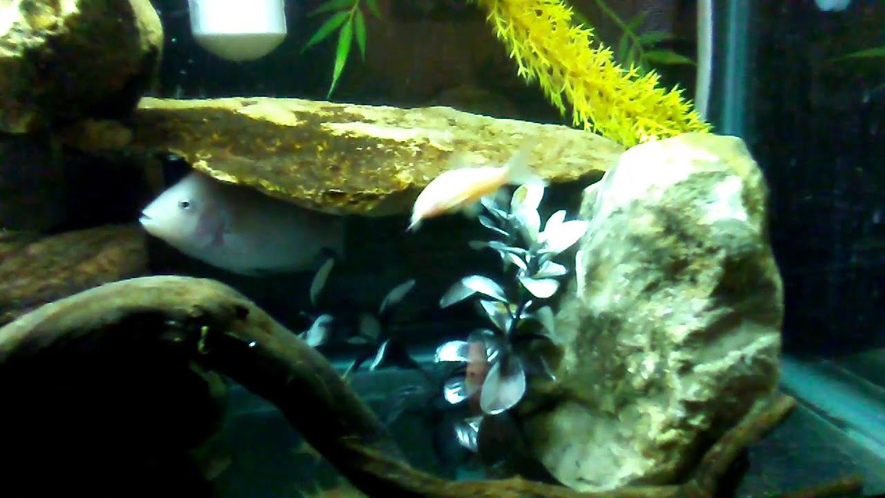 camera iphone 8 plus apk New Cleaners for the American Chiclid Tank (Albino Cory Catfish)