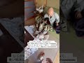 脅しに全く動じず、眠りについてしまうじいじ #shorts 