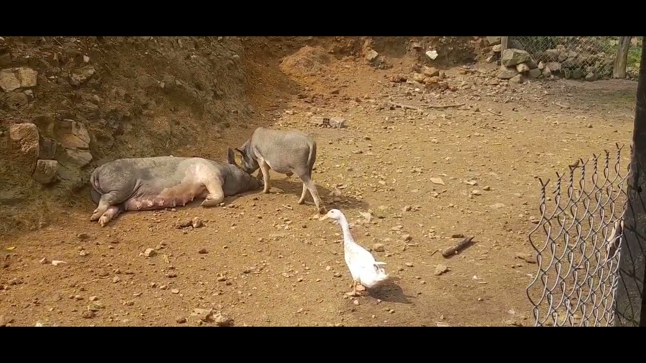 Chăn nuôi đơn giản ở quê 