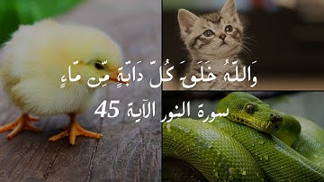 وَاللَّهُ خَلَقَ كُلَّ دَابَّةٍ مِّن مَّاءٍ سورة النور الآية 45