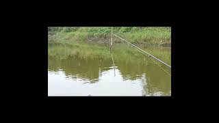 Serunya mancing gabus pasir dan ikan nila