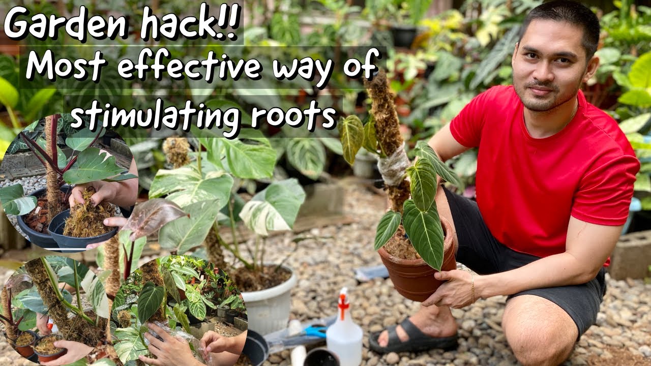 GARDEN HACK: HOW TO ACTIVATE ROOTS BEFORE PROPAGATION | BECHOY VLOG