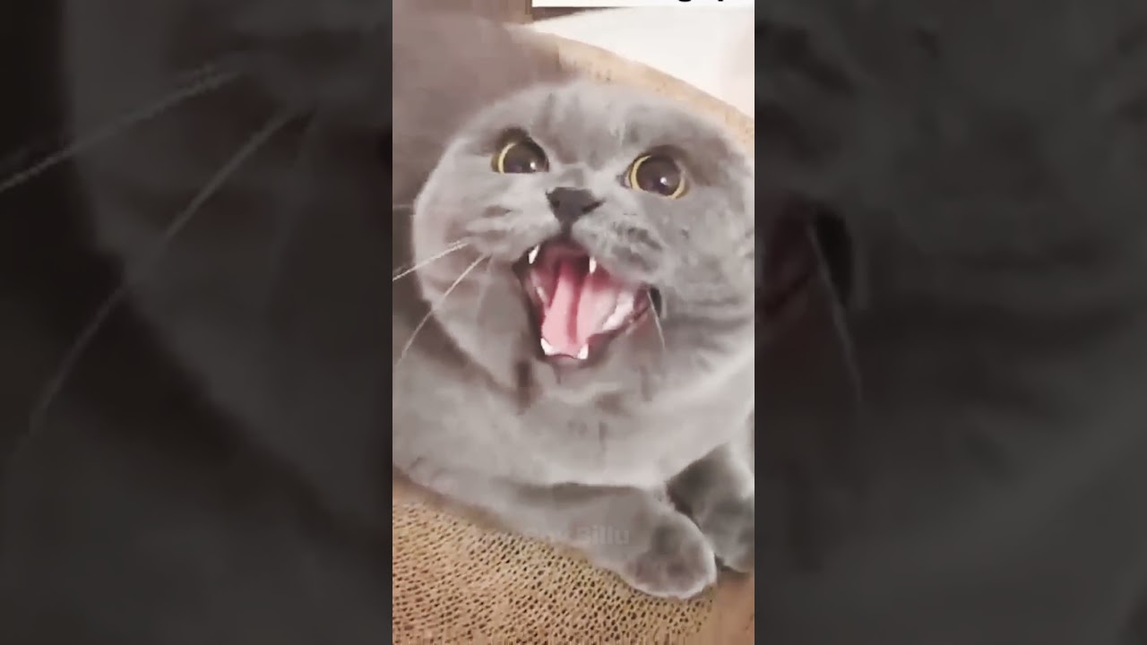 Кошки и собаки: ВЕСЁЛЫЕ игры 😹🐶 Веселое соперничество питомцев! 