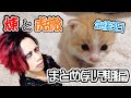 煉と虎徹物語【まとめ】乳児期編(生後3日~2週間)