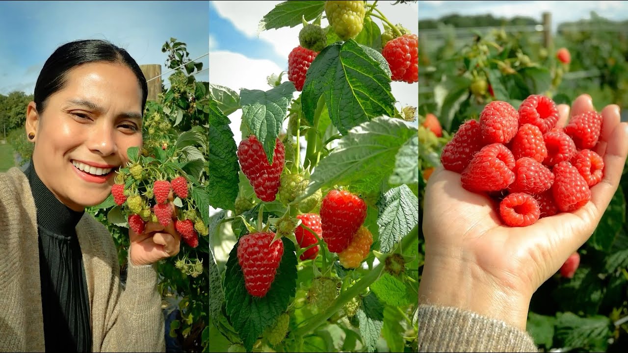 Snohomish Raspberry Picking Picking&Eating Raspberry/មកចំការទៀតហេីយ😀 ...