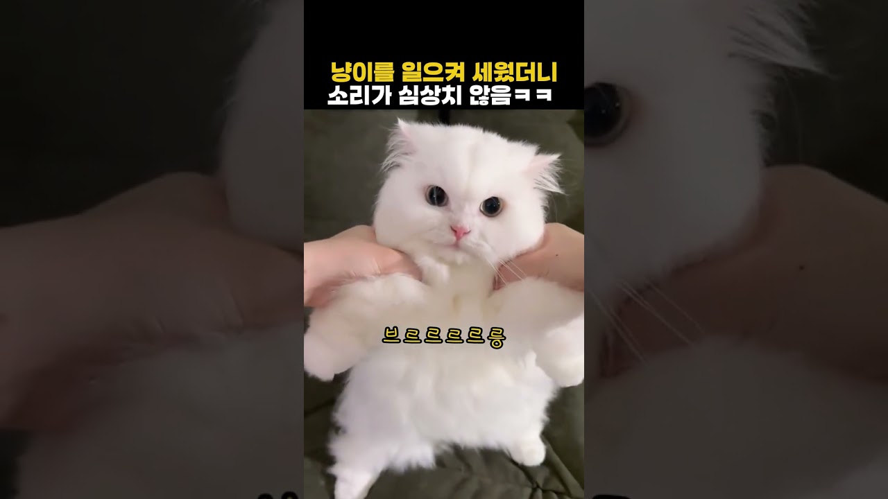 고양이를 일으켜 세웠더니