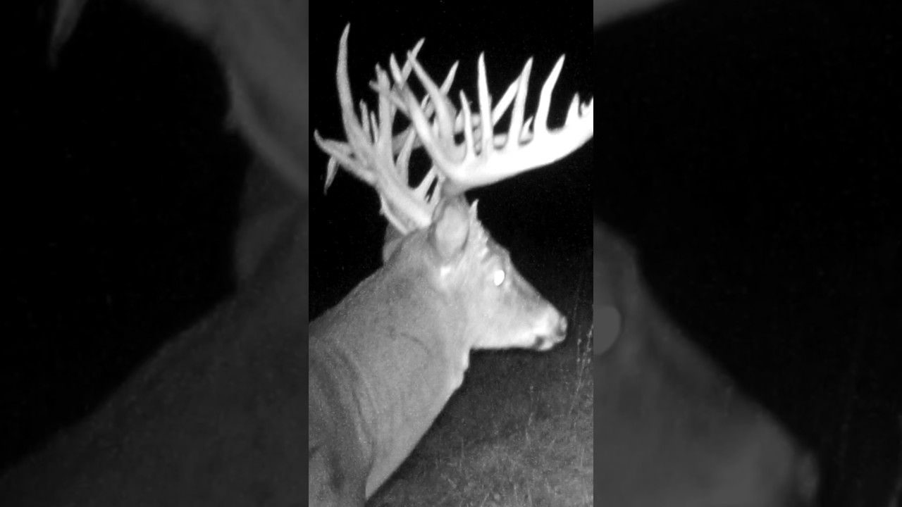 Мировой рекорд по охоте на оленя #олень #охота #наприроде #мировойрекорд #охотананаоленя #шорты