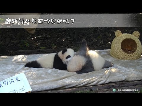 《熊貓早晚安》兩隻小熊圓舞曲~ | iPanda熊貓頻道