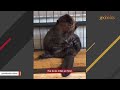 Rejected beaver finally makes a friend