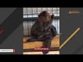 Rejected beaver finally makes a friend