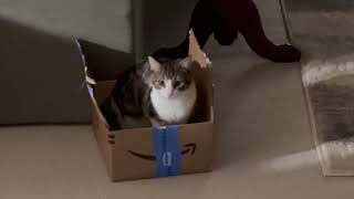 Rufus and His Amazon Box