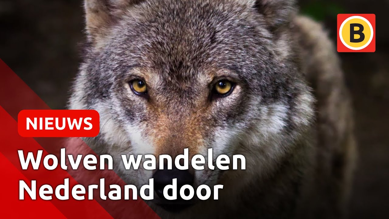 Meer wolven dan ooit, maar ze lopen allemaal door | Omroep Brabant
