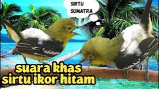 suara khas sirtu,cipoh ekor hitam untuk pancingan dam masteran sirtu bahan.