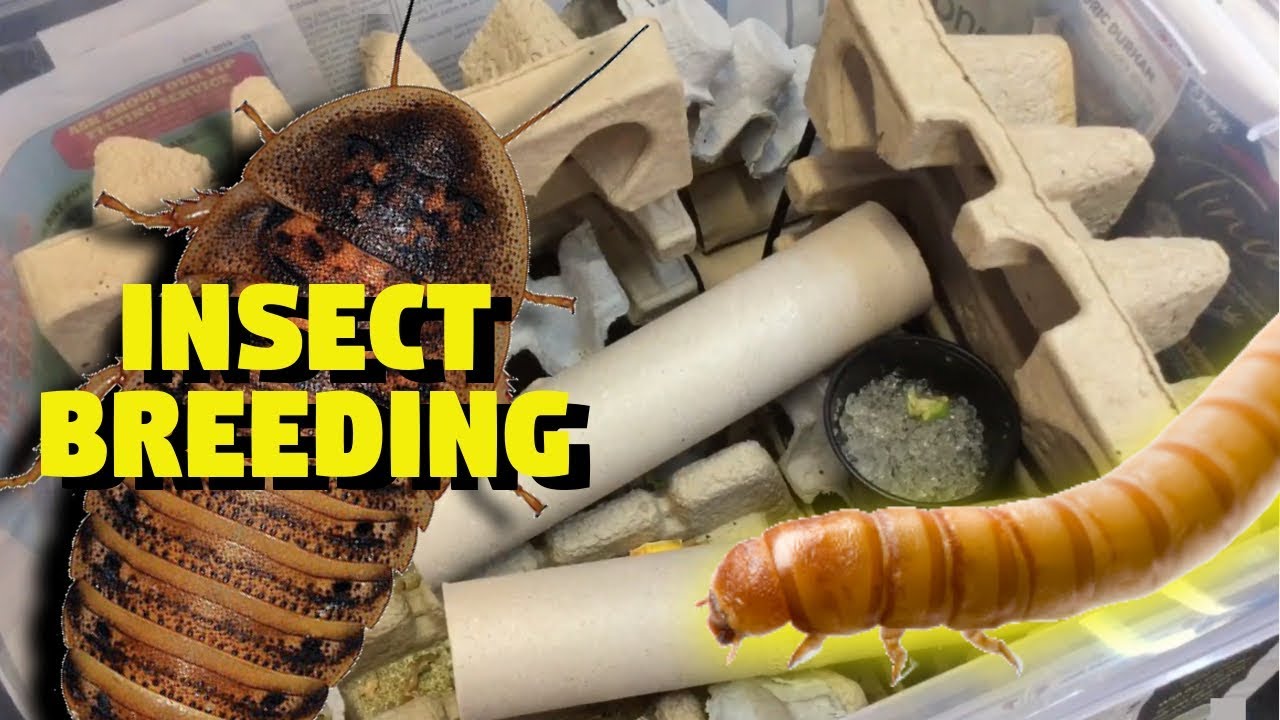 Feeder Insect Breeding Projects! - YouTube