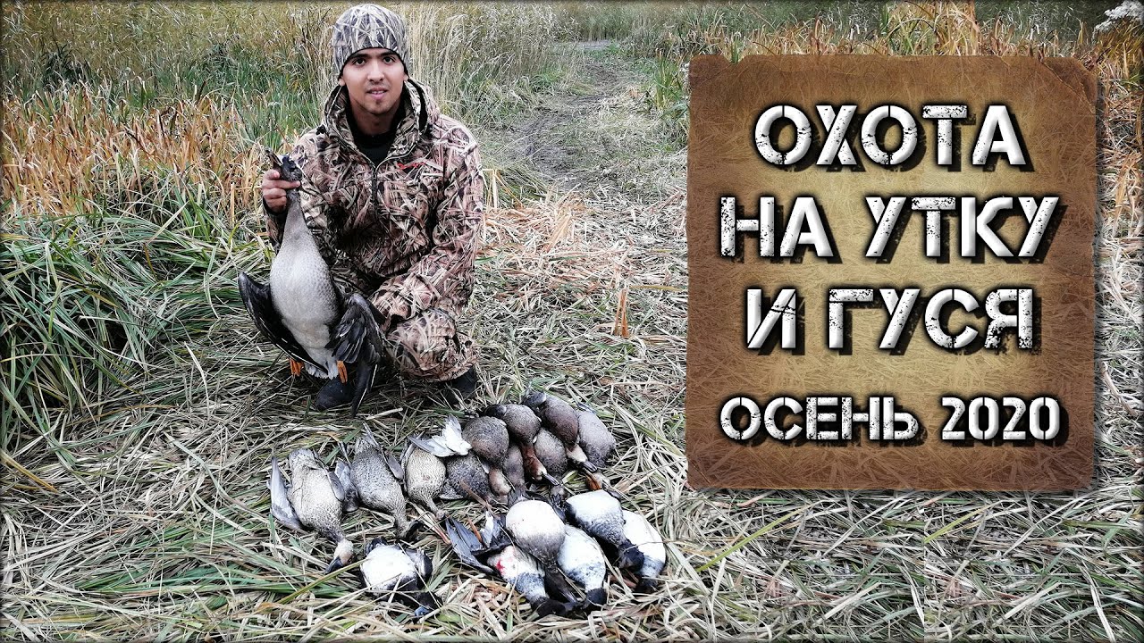 Охота на северную утку и гуся | Промах сезона! - YouTube
