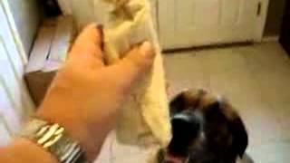 Dog eats Bean Burrito in 1 second